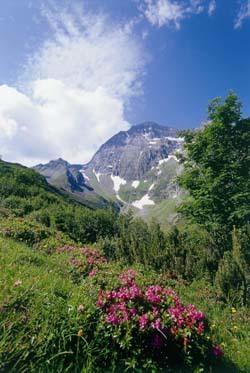 Gaestehaus Danler Neustift im Stubaital Bagian luar foto